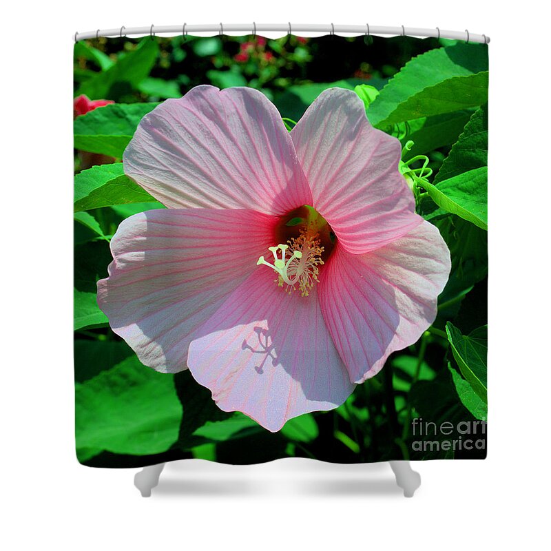 Pamela Briggs-luther Shower Curtain featuring the photograph Pink Hibiscus by Luther Fine Art