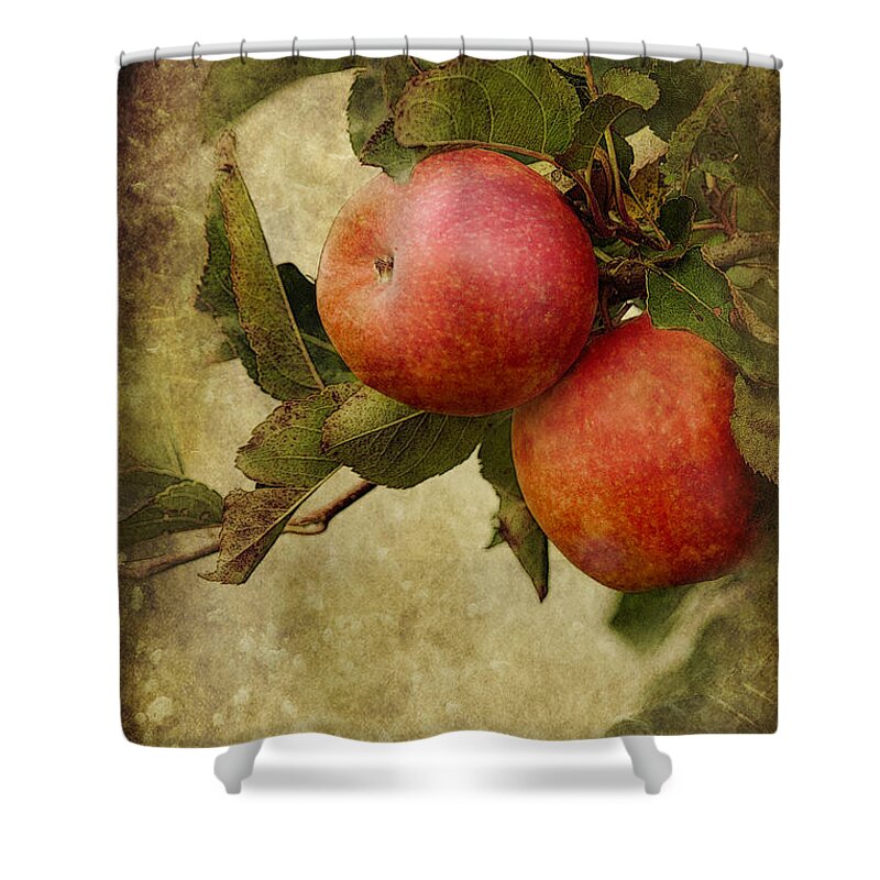 Apples Shower Curtain featuring the photograph Pink Ladies by Linda Lees