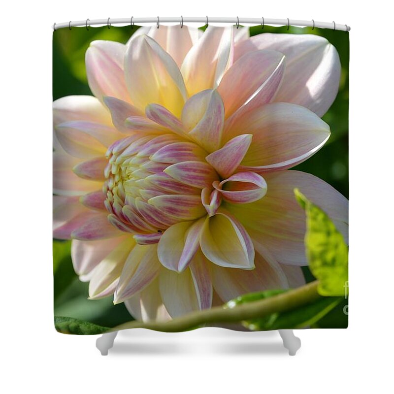 Flora Shower Curtain featuring the photograph Pink Magnificence by Lisa Kilby