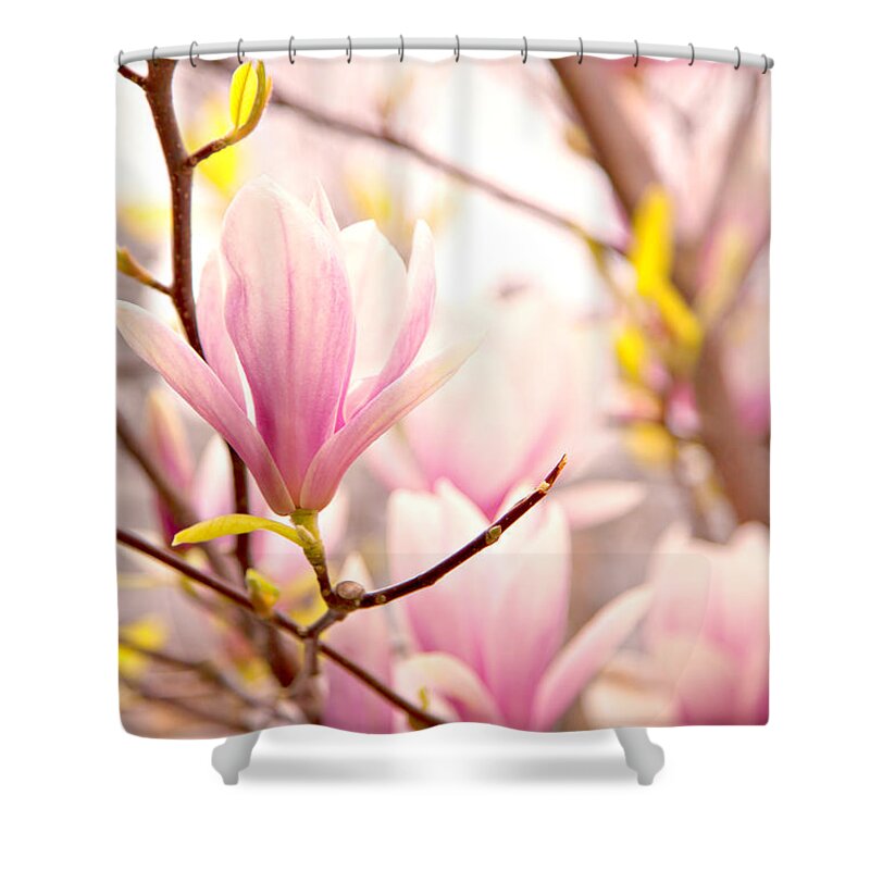 Magnolia Shower Curtain featuring the photograph Pink magnolia blossoms by Sophie McAulay