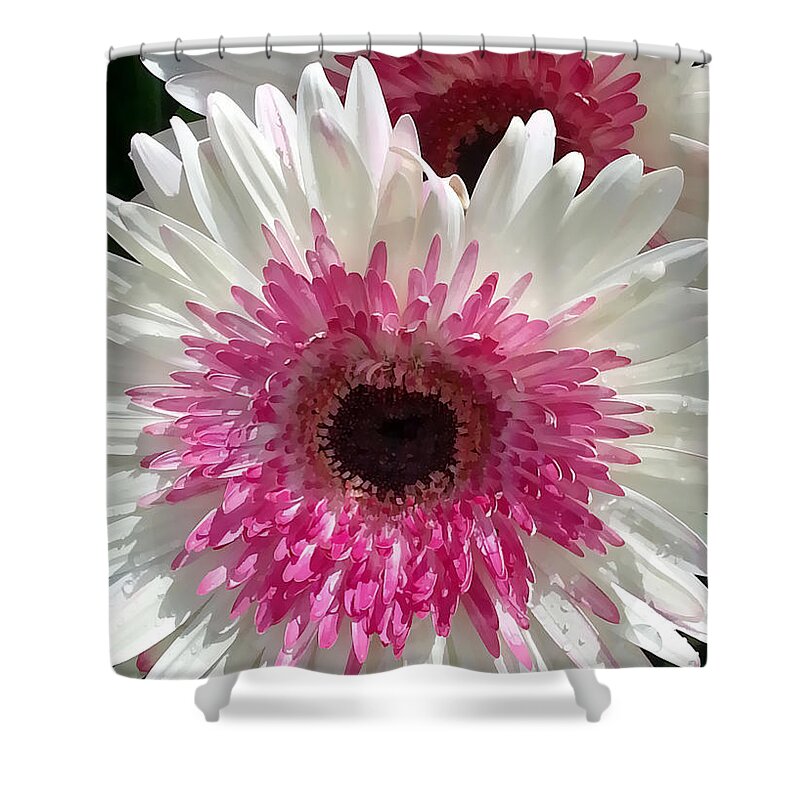 Portrait Shower Curtain featuring the photograph Pink n white gerber daisy by Sami Martin