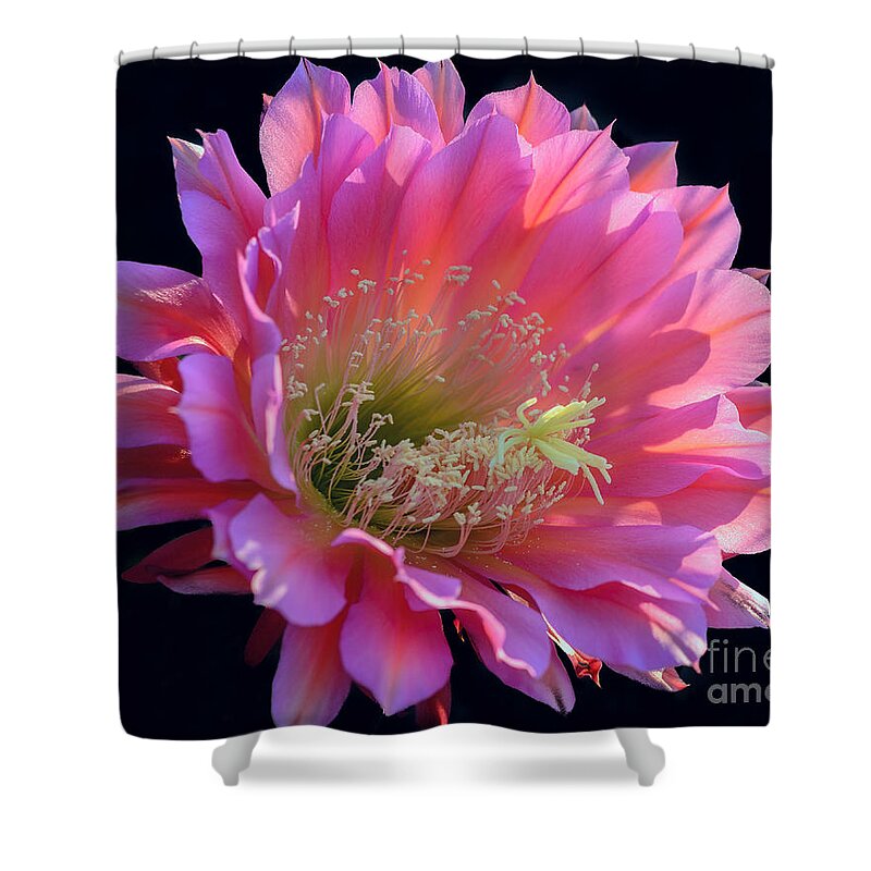 Pink Cactus Flower Shower Curtain featuring the photograph Pink Night Blooming Cactus Flower by Tamara Becker