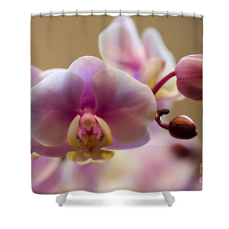 Flower Shower Curtain featuring the photograph Pink Orchid by Teresa Zieba