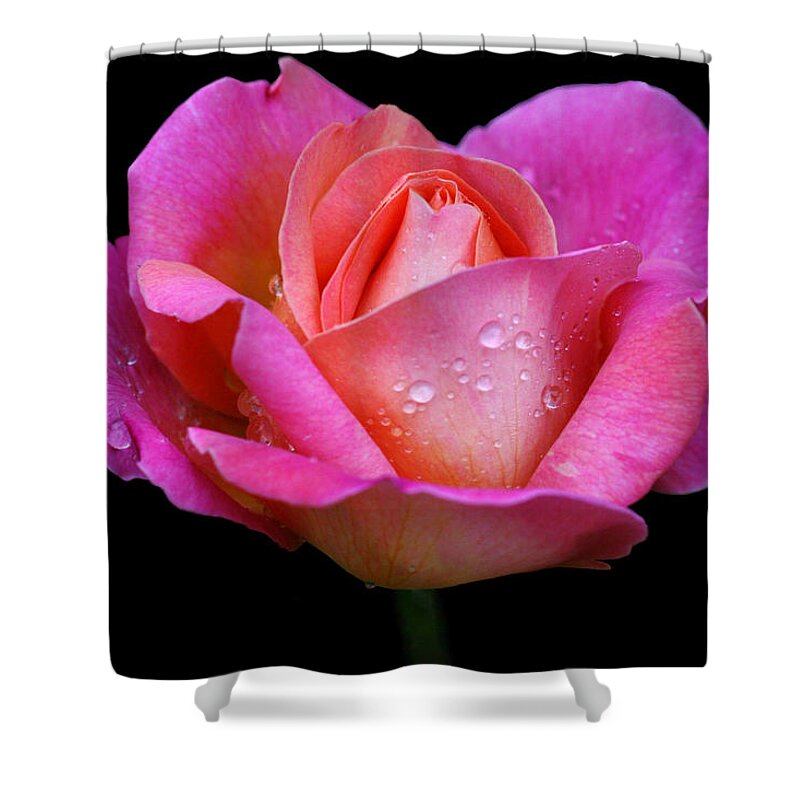 Rose Shower Curtain featuring the photograph Pink Pearl by Doug Norkum