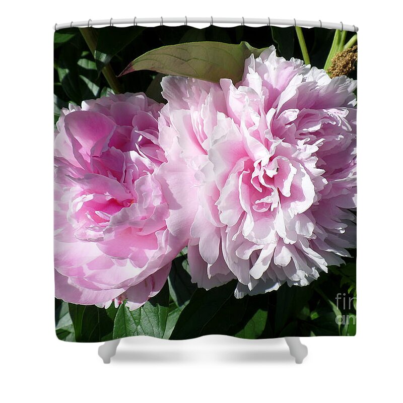 Pink Peonies 3 Shower Curtain featuring the photograph Pink Peonies 3 by HEVi FineArt