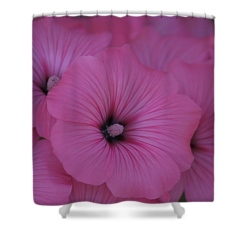 Summer Shower Curtain featuring the photograph Pink Petunia by Alicia Kent