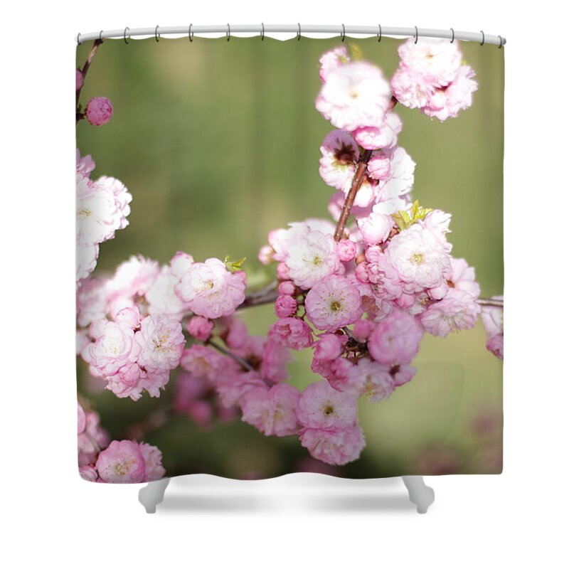 Landscape Shower Curtain featuring the photograph Pink Plum Branch on Green 2 by Donna L Munro