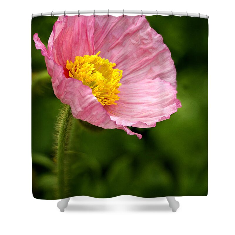 Poppy Shower Curtain featuring the photograph Pink Poppy by Carrie Cranwill