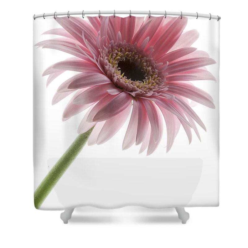 Pink Posey Shower Curtain featuring the photograph Pink Posey by Patty Colabuono