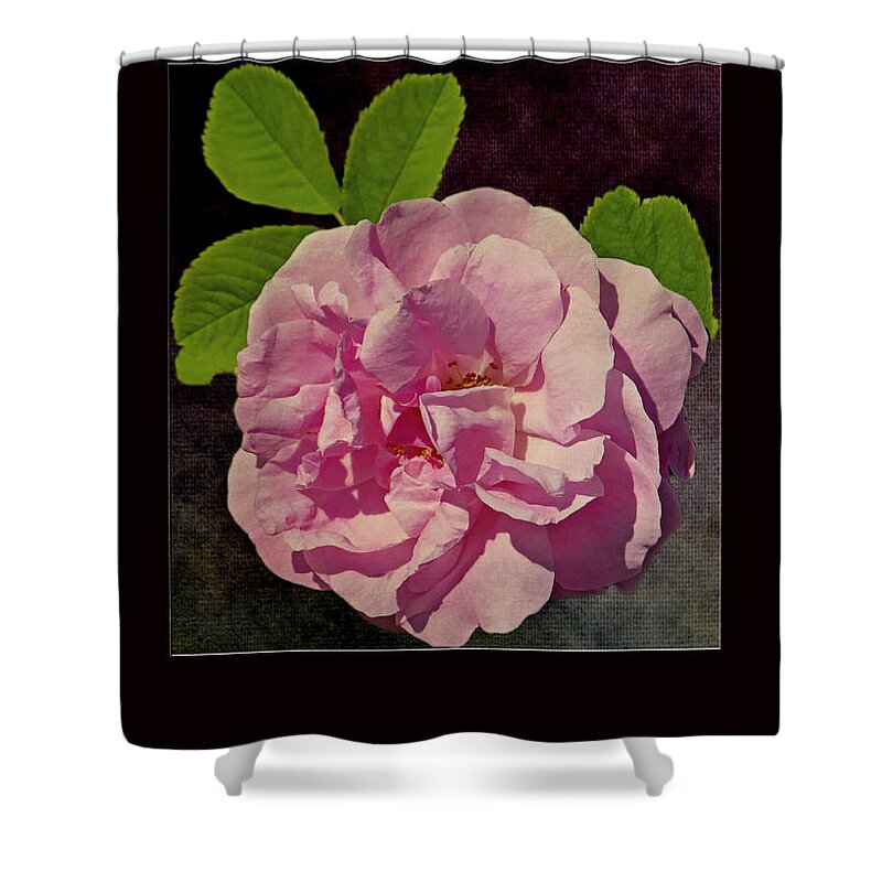 Pink Shower Curtain featuring the photograph Pink Rose Card by Dawn Gari