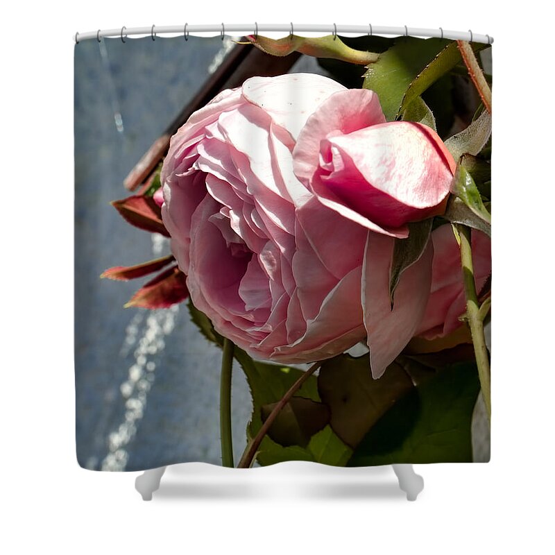 Flower Shower Curtain featuring the photograph Pink Rose In Half Profile.2014 by Leif Sohlman