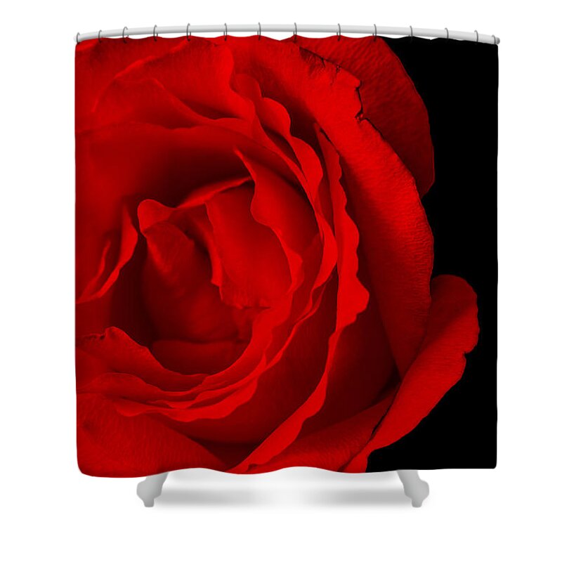 Rose Shower Curtain featuring the photograph Pink Rose Isolated on Black by Donald Erickson