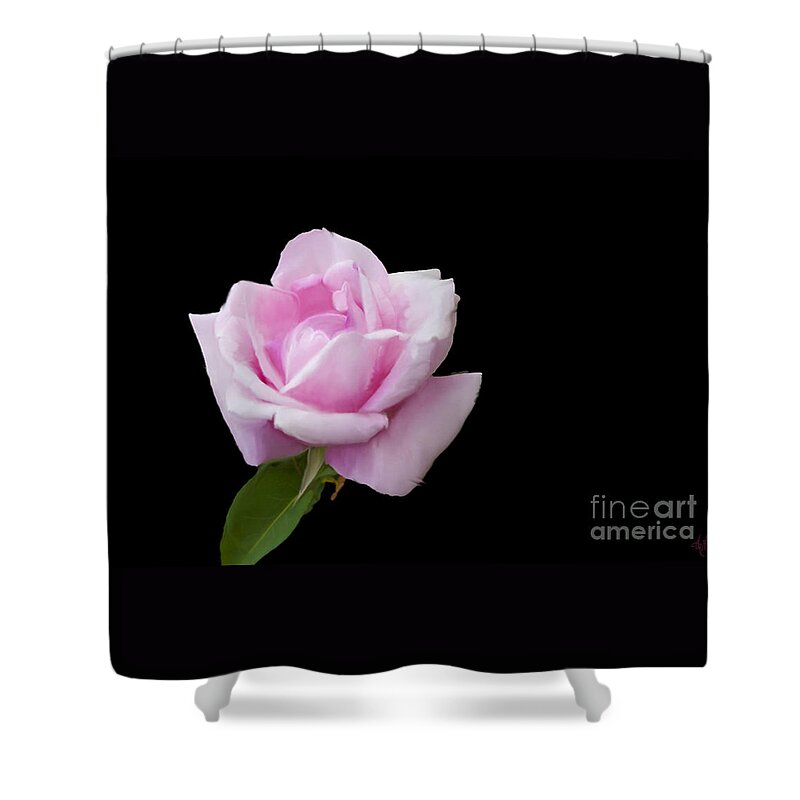 Pink Rose On Black Shower Curtain featuring the digital art Pink Rose on Black by Victoria Harrington