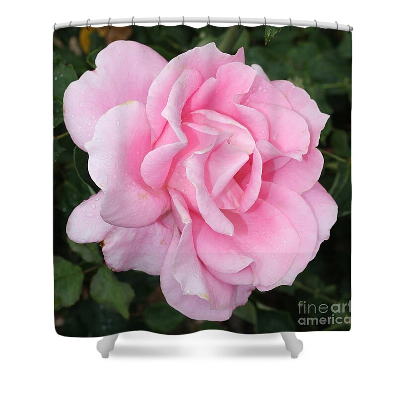 Pink Shower Curtain featuring the photograph Pink Rose Square by Carol Groenen
