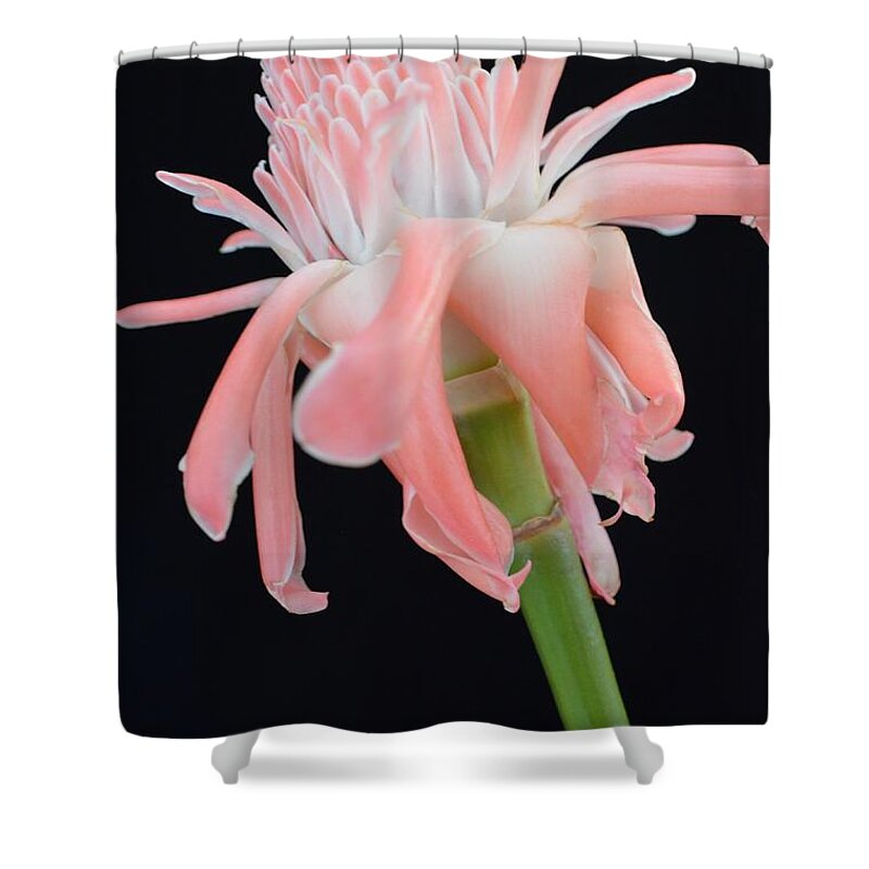 Flowers Shower Curtain featuring the photograph Pink Torch Ginger Blossom on Black by Mary Deal