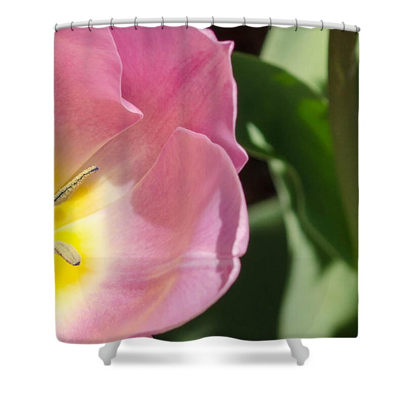 Flower Shower Curtain featuring the photograph Pink Tulip by Andrea Anderegg