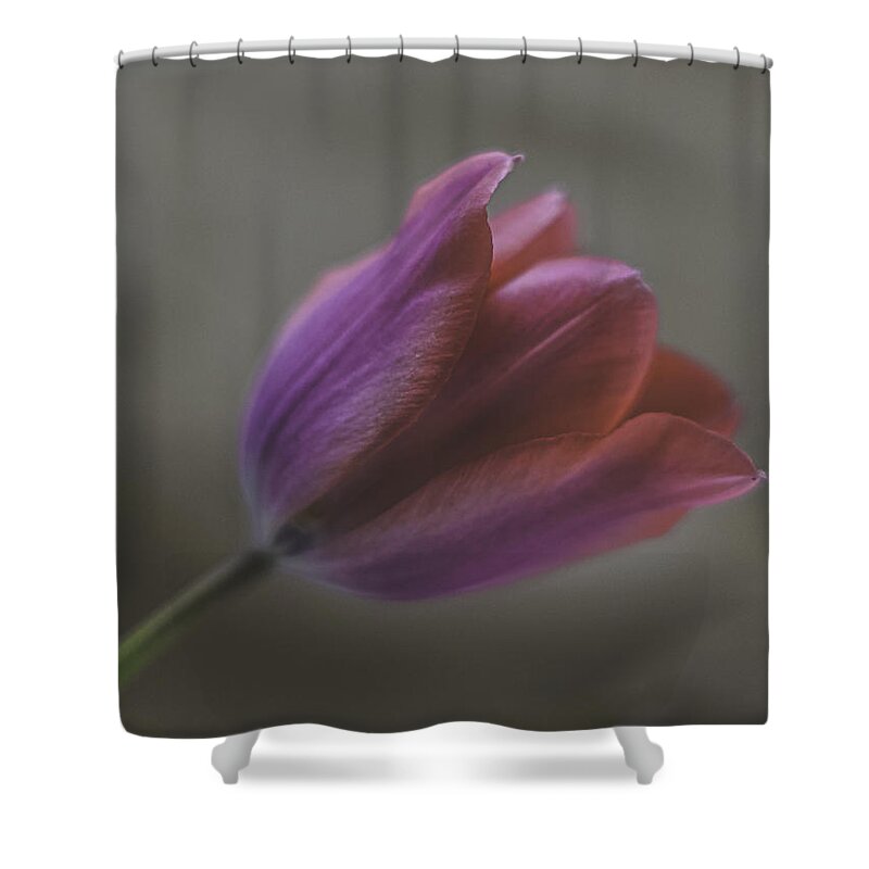 Pink Tulip Shower Curtain featuring the photograph Pink Tulip by Ron Roberts