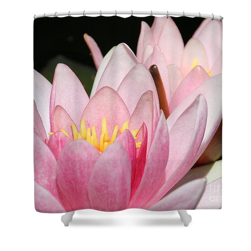 Lilies Shower Curtain featuring the photograph Pink Water Lily by Amanda Mohler