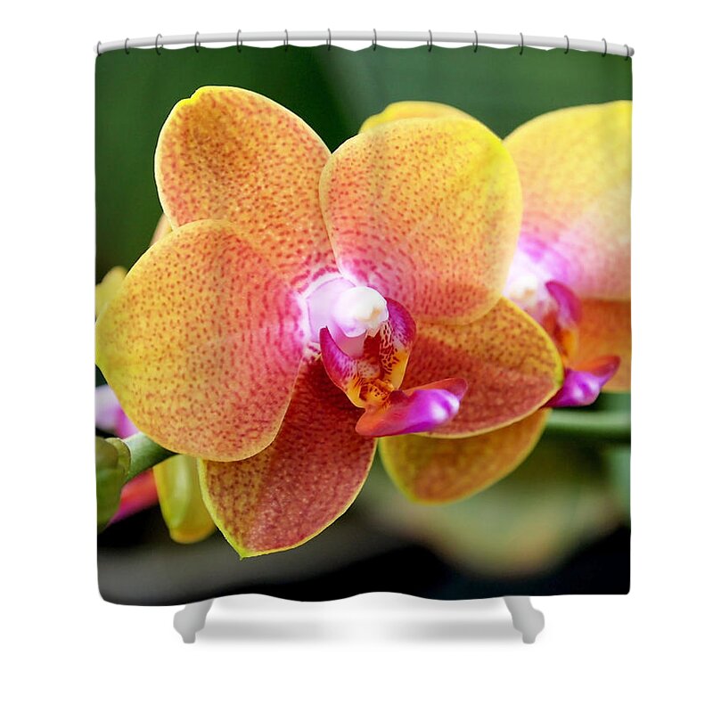 Orchid Shower Curtain featuring the photograph Pink Yellow Orchid by Rona Black