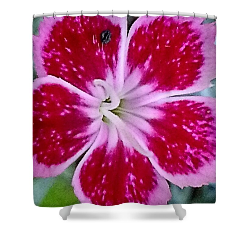 Pink Shower Curtain featuring the photograph Pinks by Sarah Gage