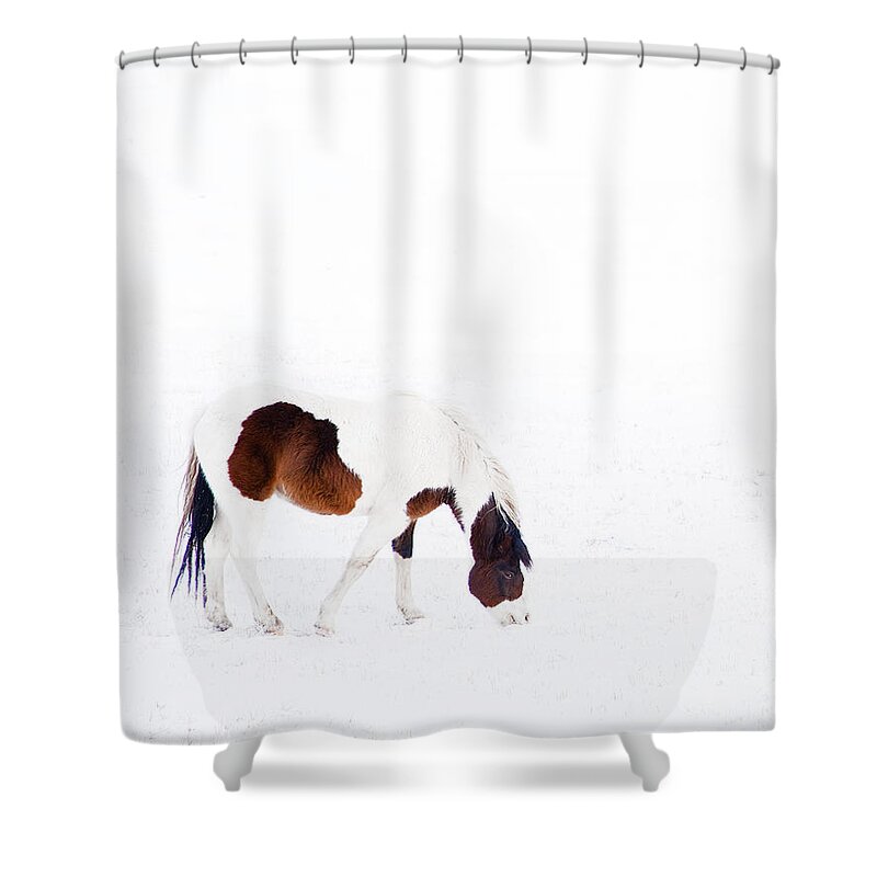Small Horse Shower Curtain featuring the photograph Pinto Pony by Theresa Tahara