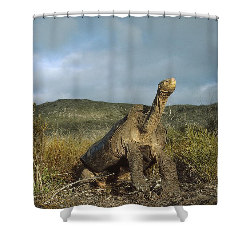 Feb0514 Shower Curtain featuring the photograph Pinzon Island Tortoise Galapagos Islands by Tui De Roy
