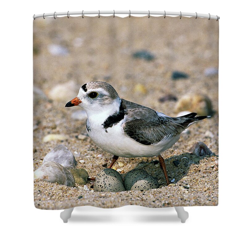 00220028 Shower Curtain featuring the photograph Piping Plover Sitting on Eggs by Tom Vezo