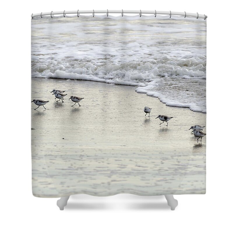 Birds Shower Curtain featuring the photograph Piping Plovers at Water's Edge by Maureen E Ritter