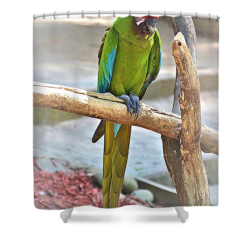 Parrot Shower Curtain featuring the photograph Pirate's Pal by Tara Potts