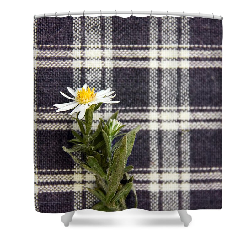 Tiny; Little; Flower; White; Daisy; Stem; Vintage; Old; Blue; Plaid; Laying; Table; Picked; Cut; Nature; Floral; Sweet; Small; Table Cloth Shower Curtain featuring the photograph Plaid Beauty by Margie Hurwich