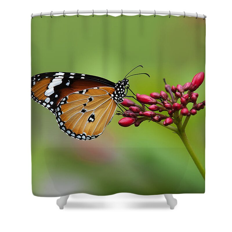 Bangkok Shower Curtain featuring the photograph Plain Tiger or African Monarch Butterfly DTHN0008 by Gerry Gantt