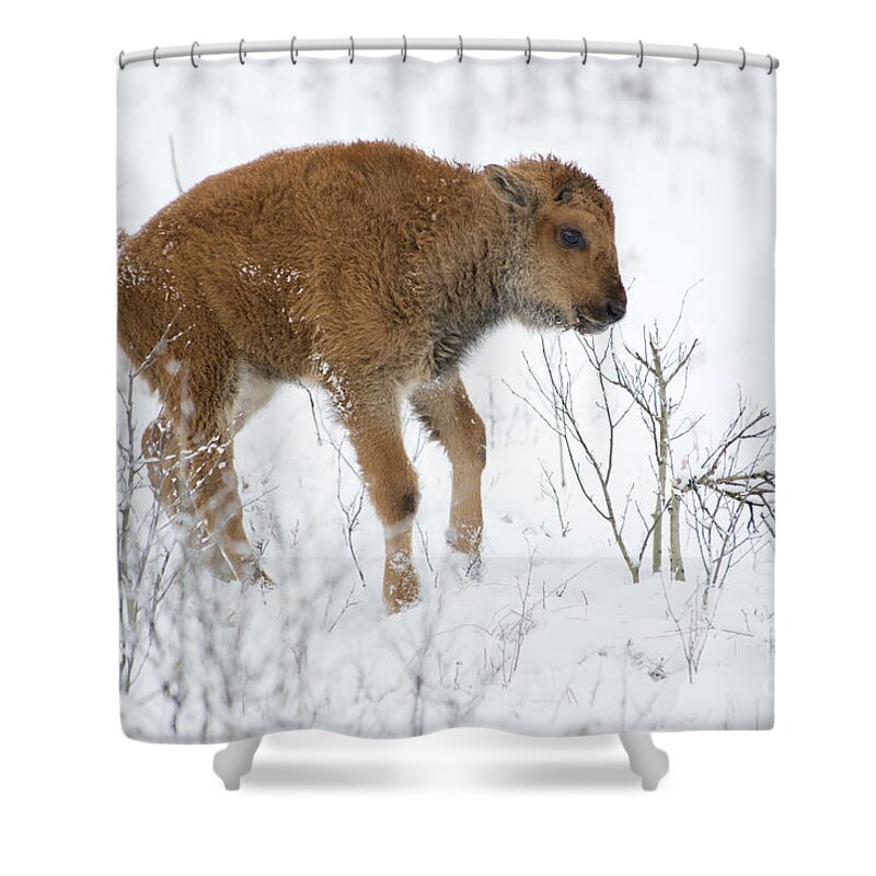 Bison Shower Curtain featuring the photograph Playing in the snow by Deby Dixon