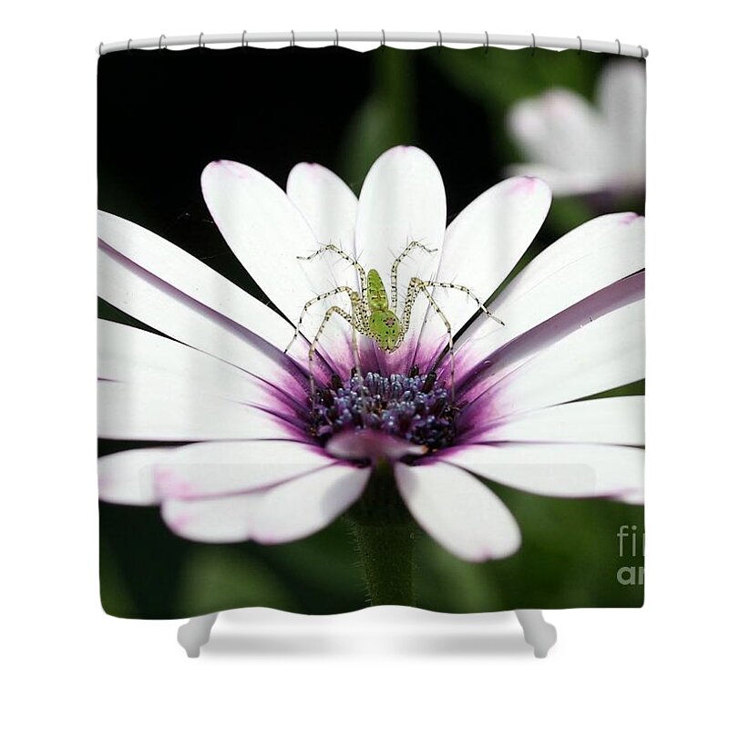 African Daisy Shower Curtain featuring the photograph Please Don't Jump On Me by Sabrina L Ryan