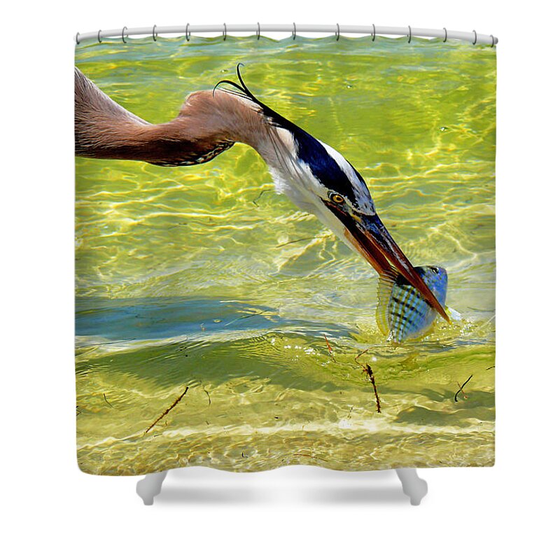 Great Blue Heron Shower Curtain featuring the photograph Plucked from the sea by Stuart Harrison