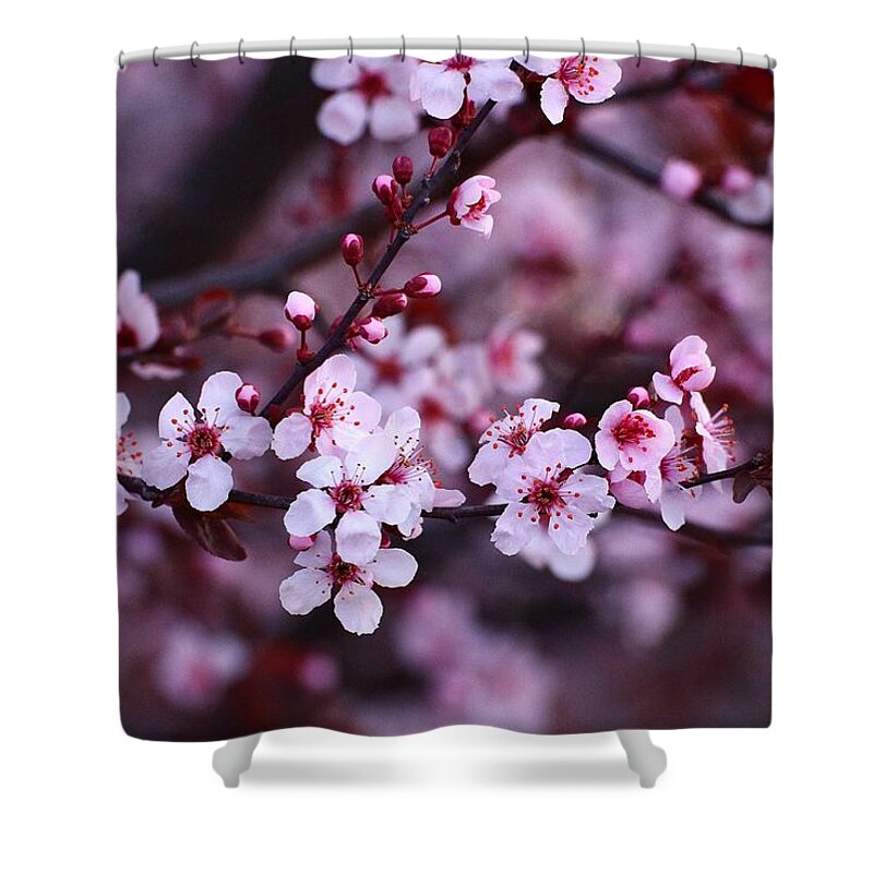 Plum Shower Curtain featuring the photograph Plum blossoms by Lynn Hopwood