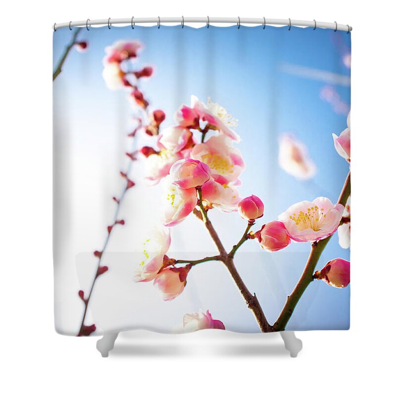 Clear Sky Shower Curtain featuring the photograph Plum Blossoms by Marser