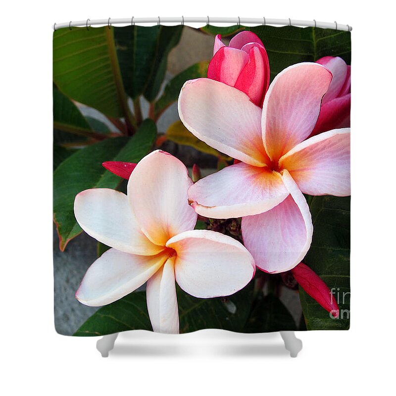 Flower Shower Curtain featuring the photograph Plumeria by Kelly Holm