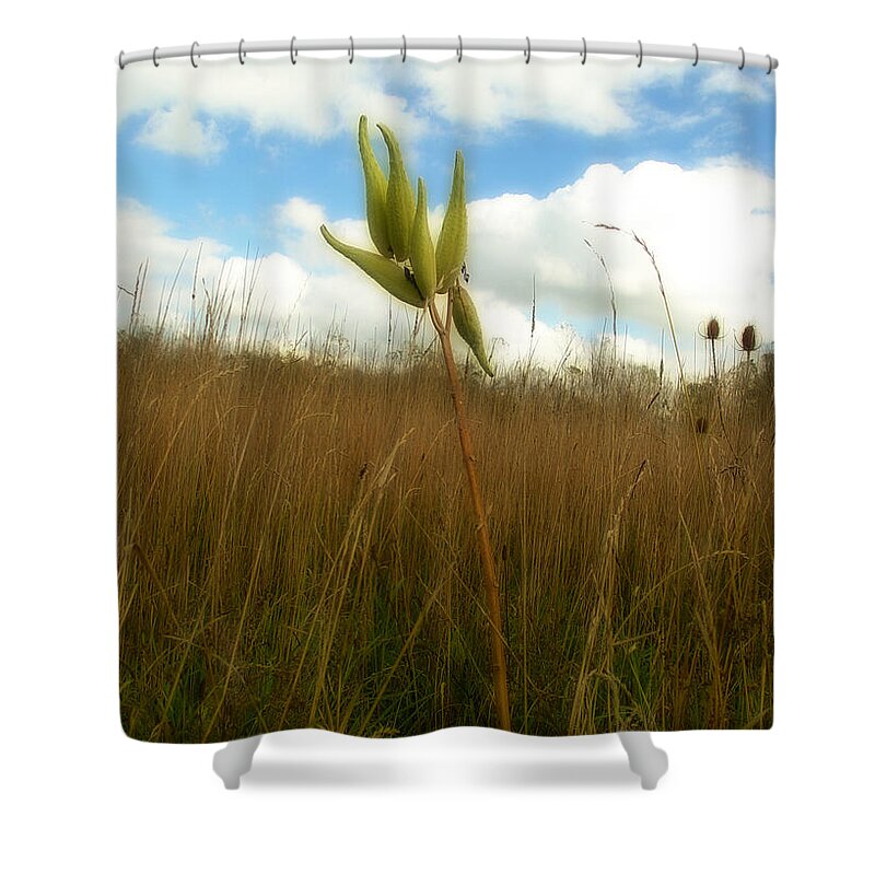 Milkweed Shower Curtain featuring the photograph Pods by Gothicrow Images