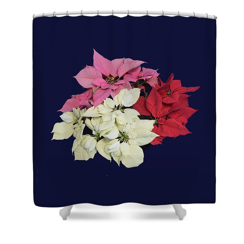 Poinsettia Shower Curtain featuring the photograph Poinsettia Tricolor II by R Allen Swezey