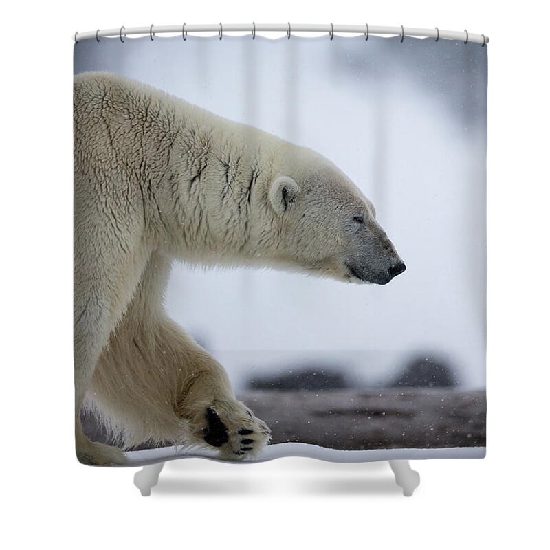 Svalbard Islands Shower Curtain featuring the photograph Polar Bear In Search Of Food by Peter Orr Photography