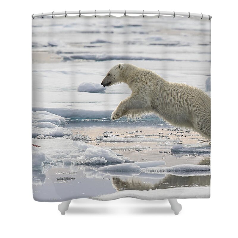 Nis Shower Curtain featuring the photograph Polar Bear Jumping by Peer von Wahl