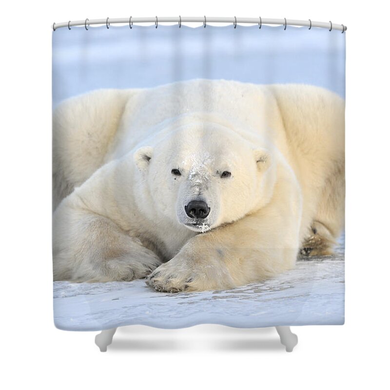 Nis Shower Curtain featuring the photograph Polar Bear On Pack Ice Churchill by Andre Gilden