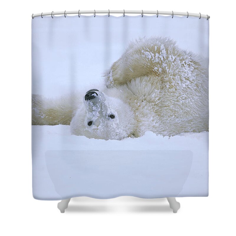 Feb0514 Shower Curtain featuring the photograph Polar Bear Rolling In Snow Hudson Bay by Konrad Wothe
