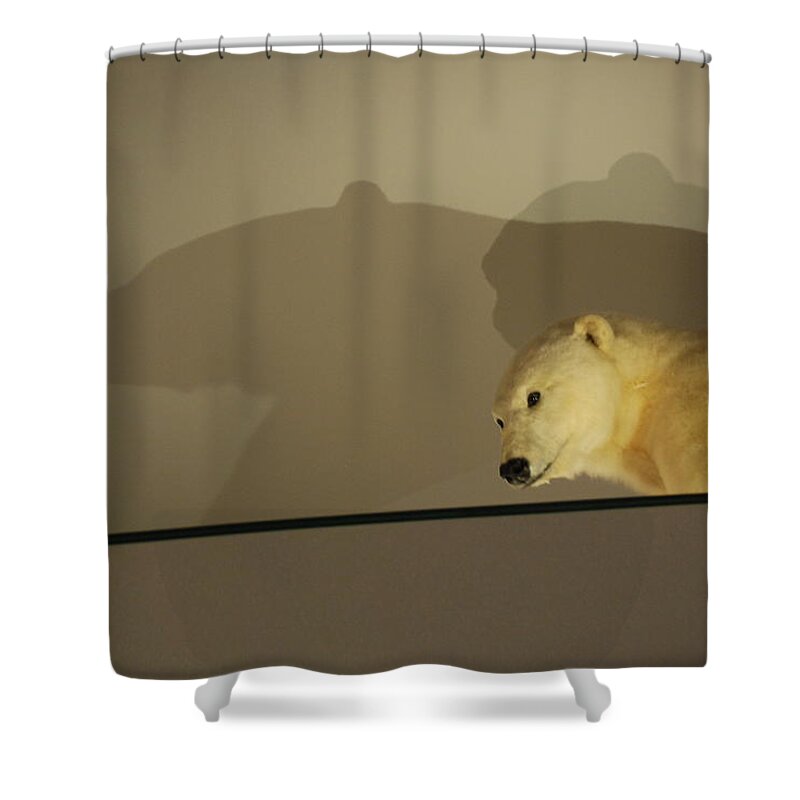 Natural History Shower Curtain featuring the photograph Polar Bear Shadows by Kenny Glover