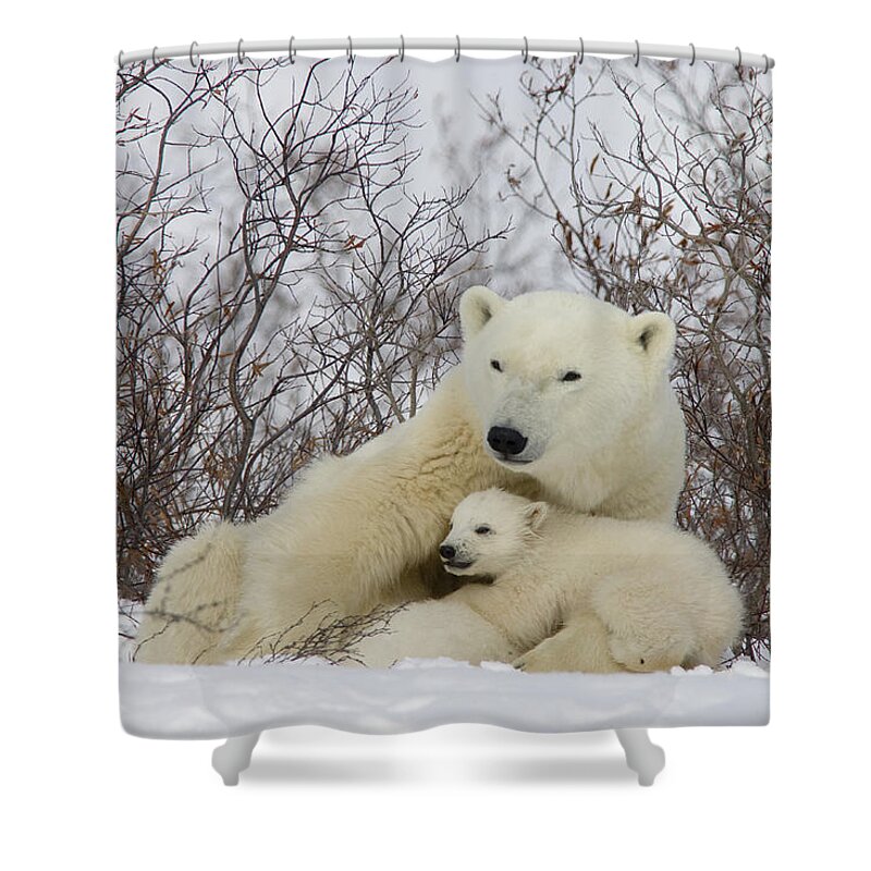 Feb0514 Shower Curtain featuring the photograph Polar Bear With Cub Churchill Canada by Matthias Breiter