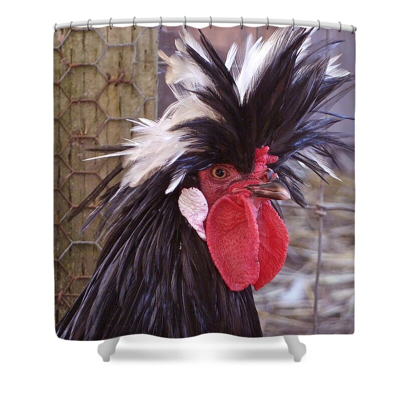 Polish Rooster Shower Curtain featuring the photograph Polish rooster by K L Kingston