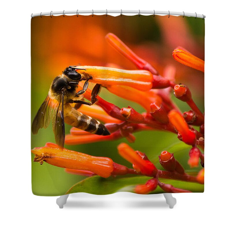 Anthophila Shower Curtain featuring the photograph Pollination by SAURAVphoto Online Store