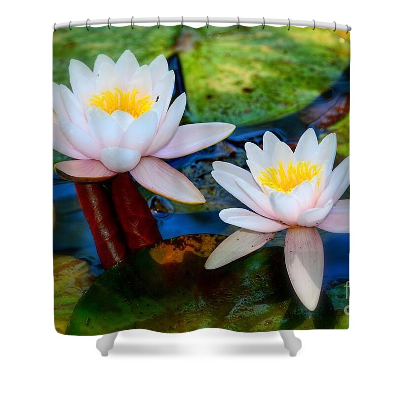Pond Lily Shower Curtain featuring the photograph Pond Lily by Patrick Witz