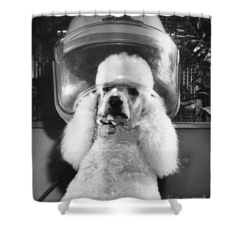 Animal Shower Curtain featuring the photograph Poodle Perm by ME Browning