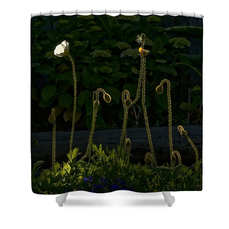 Poppies Shower Curtain featuring the photograph Poppies Backlit by Anthony Davey